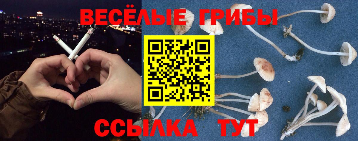 Галлюциногенные грибы Psilocybe Электрогорск